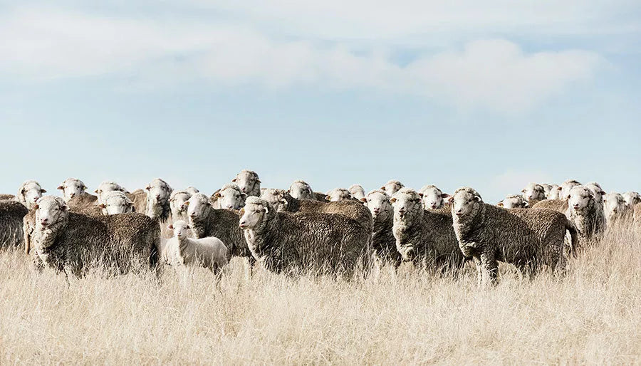 Wool You Believe It? Laird's Natural Choice for Sustainability