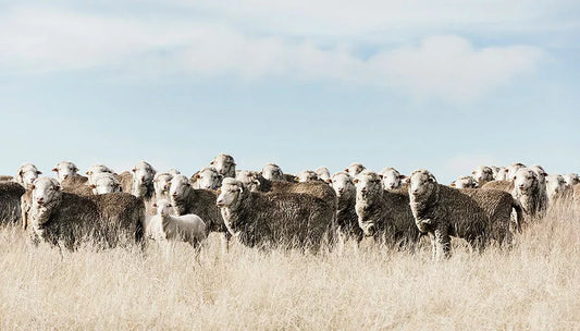 Wool You Believe It? Laird's Natural Choice for Sustainability